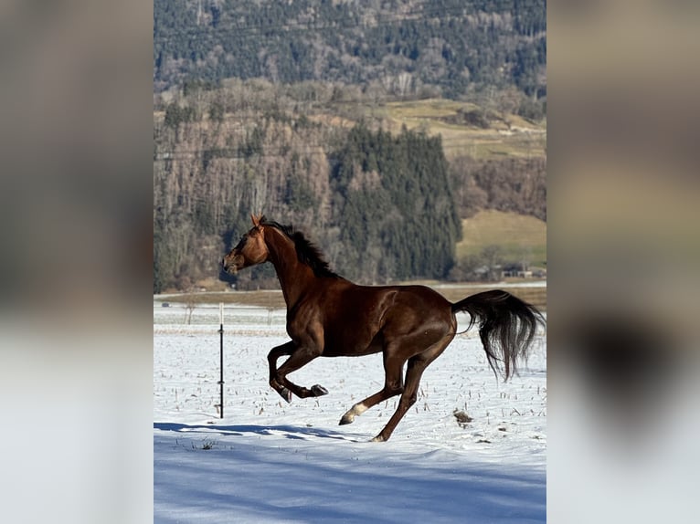 Oldenburg Mare 6 years 16,2 hh Chestnut in Schlins