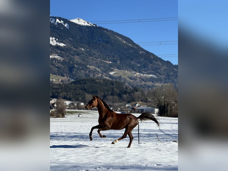 Oldenburg Mare 6 years 16,2 hh Chestnut in Schlins