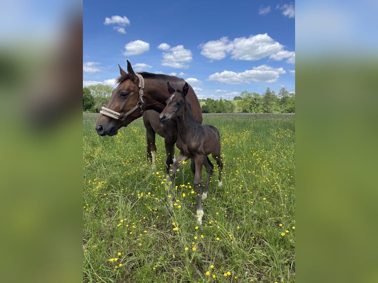 Oldenburg Mare 6 years 16,2 hh Chestnut-Red in F&#xFC;rth