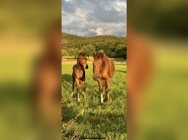 Oldenburg Mare 6 years 16,2 hh Chestnut-Red in F&#xFC;rth