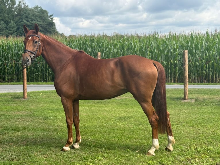 Oldenburg Mare 6 years 16,2 hh Chestnut-Red in Versmold