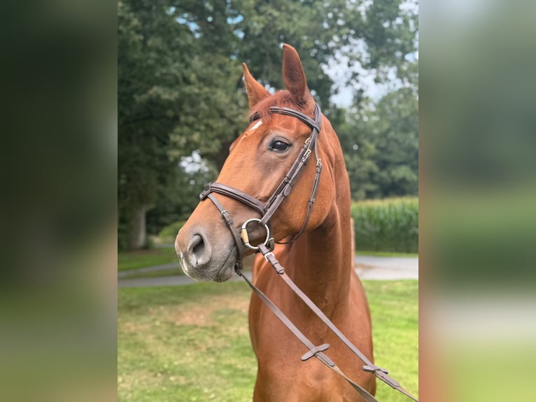 Oldenburg Mare 6 years 16,2 hh Chestnut-Red in Versmold