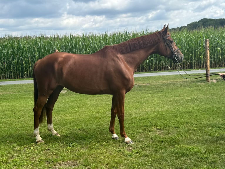 Oldenburg Mare 6 years 16,2 hh Chestnut-Red in Versmold
