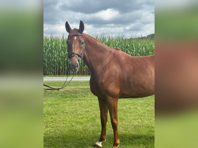 Oldenburg Mare 6 years 16,2 hh Chestnut-Red in Versmold