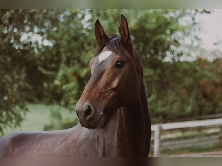 Oldenburg Mare 6 years 16,3 hh Bay-Dark in Hattingen