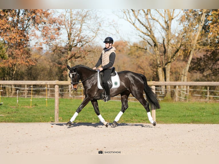 Oldenburg Mare 6 years 16,3 hh Bay-Dark in Lentilly