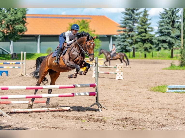 Oldenburg Mare 6 years 16,3 hh Bay-Dark in Sch&#xF6;nwalde-Glien