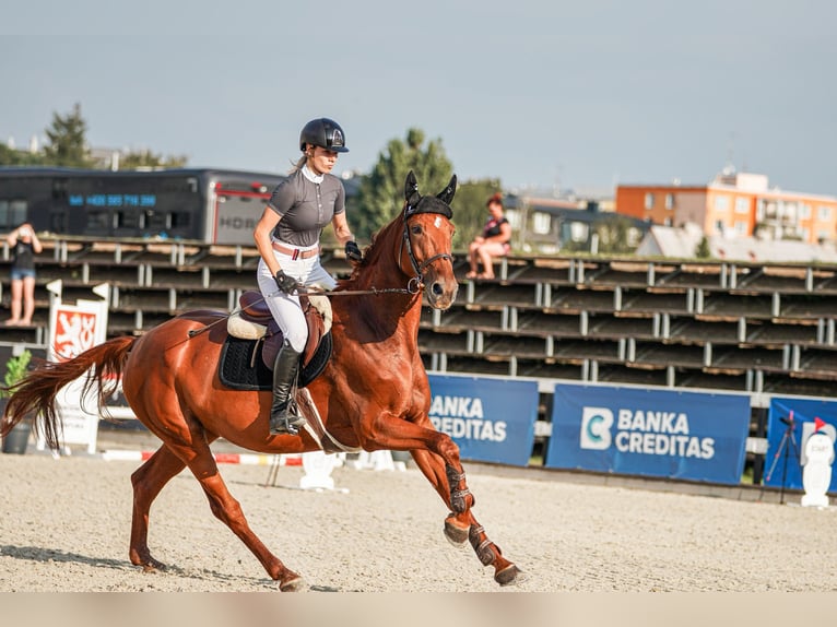 Oldenburg Mare 6 years 16,3 hh Bay-Dark in Motešice