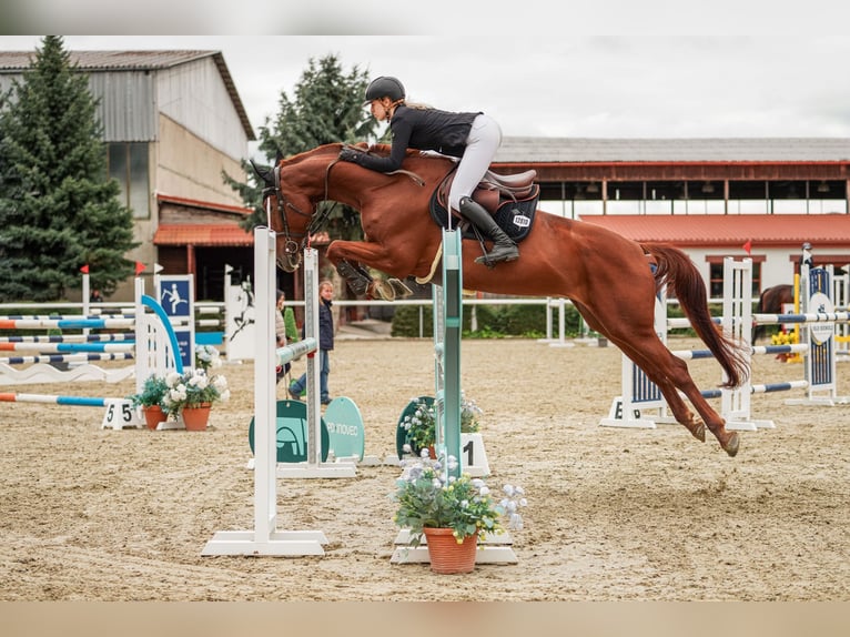 Oldenburg Mare 6 years 16,3 hh Bay-Dark in Motešice