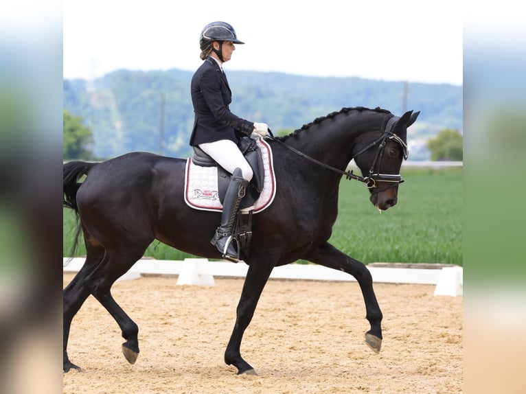 Oldenburg Mare 6 years 16,3 hh Black in Sankt Wolfgang