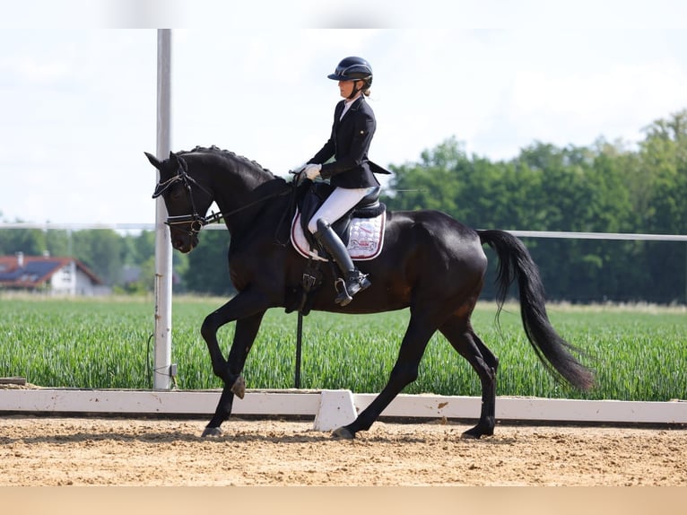 Oldenburg Mare 6 years 16,3 hh Black in Sankt Wolfgang