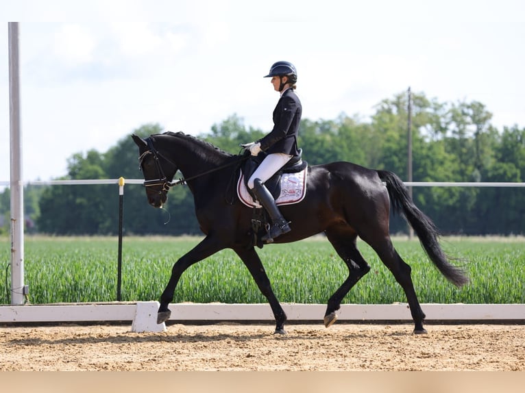 Oldenburg Mare 6 years 16,3 hh Black in Sankt Wolfgang