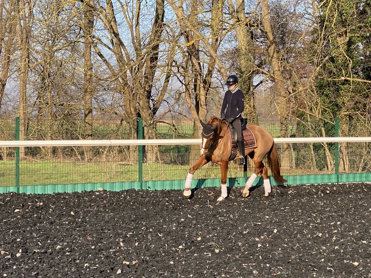 Oldenburg Mare 6 years 16,3 hh Chestnut-Red in Bliesdorf