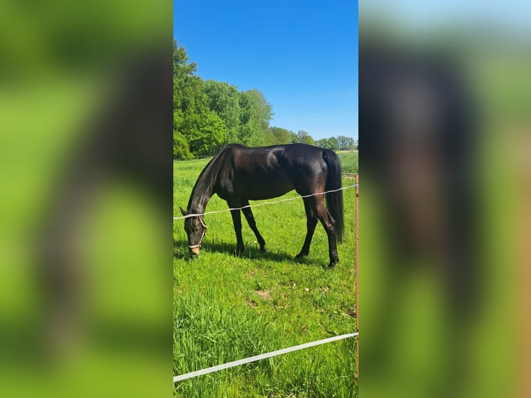 Oldenburg Mare 6 years 17.2 hh Smoky-Black in Mühlbeck