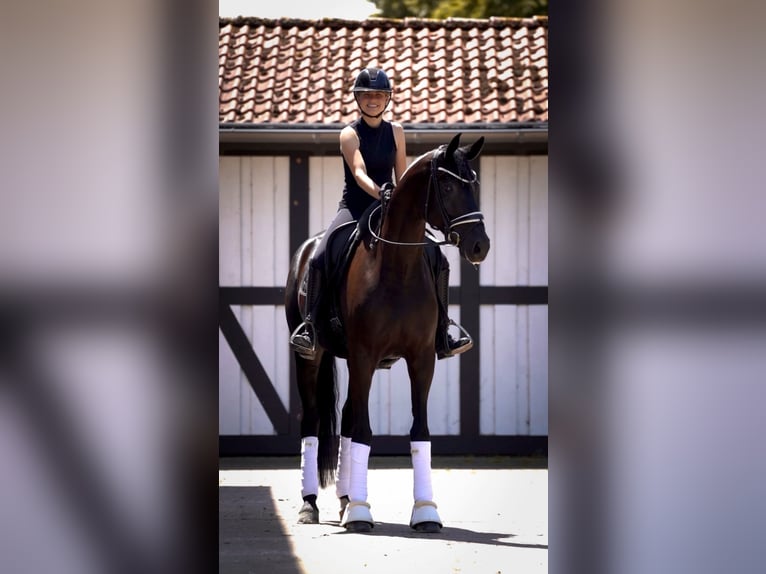 Oldenburg Mare 6 years 17 hh Black in Ostbevern