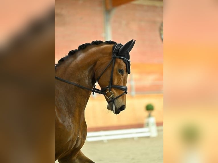 Oldenburg Mare 6 years 17 hh Brown in Blunk