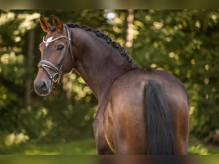 Oldenburg Mare 6 years 17 hh Brown in Wehringen