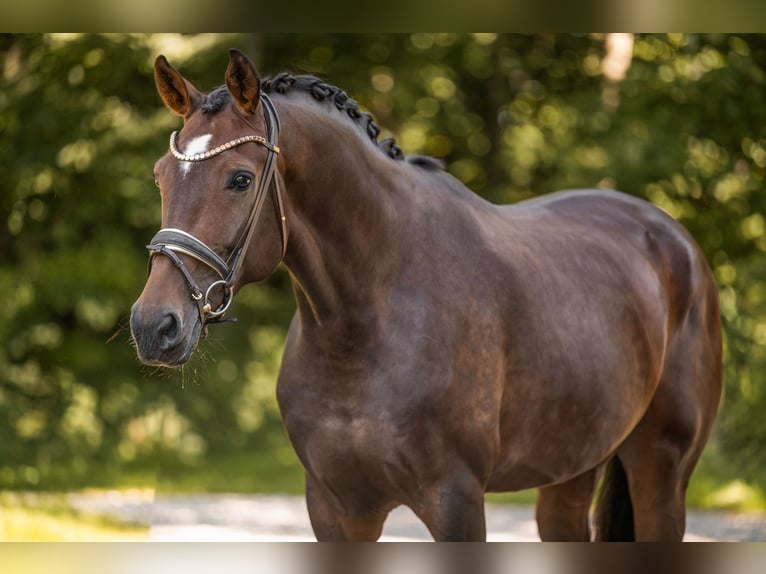 Oldenburg Mare 6 years 17 hh Brown in Wehringen