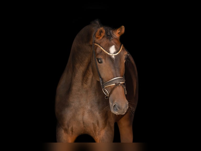 Oldenburg Mare 6 years 17 hh Brown in Wehringen