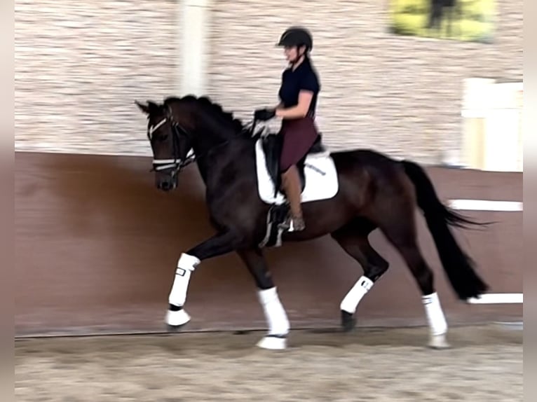 Oldenburg Mare 6 years 17 hh Brown in Wehringen