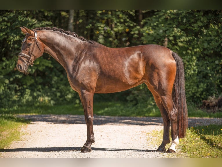 Oldenburg Mare 6 years 17 hh Brown in Wehringen
