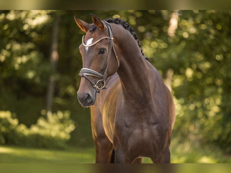 Oldenburg Mare 6 years 17 hh Brown in Wehringen