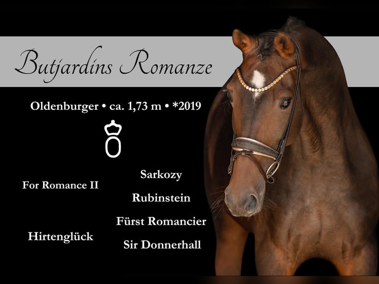 Oldenburg Mare 6 years 17 hh Brown in Wehringen