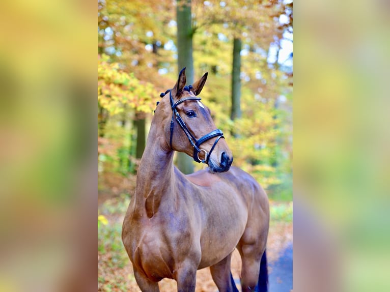 Oldenburg Mare 6 years 17 hh Brown in Dötlingen