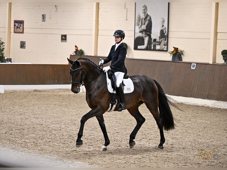 Oldenburg Mare 6 years 17 hh Brown in Merzen