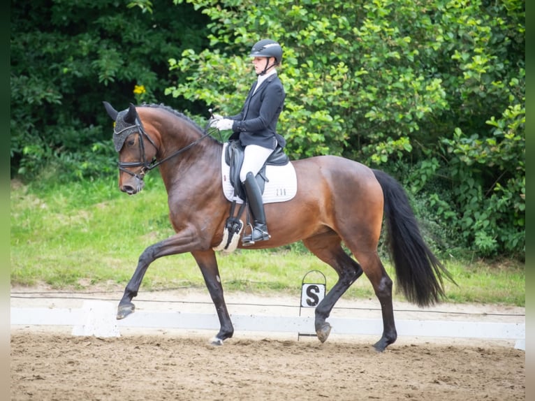 Oldenburg Mare 6 years 17 hh Brown in Merzen
