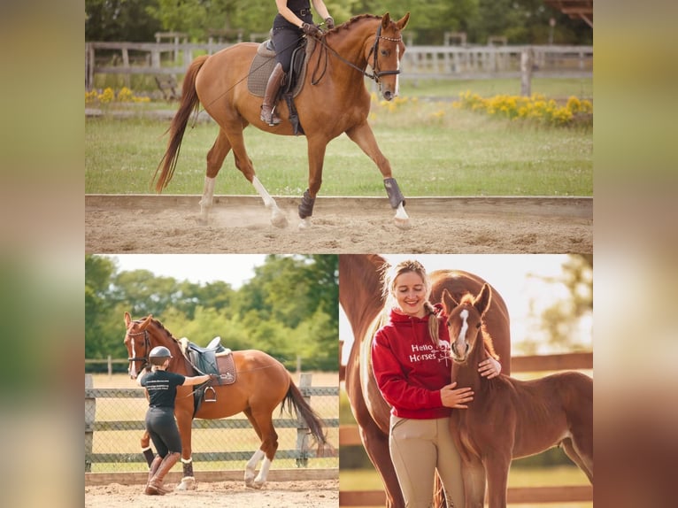Oldenburg Mare 6 years 17 hh Chestnut-Red in Bröthen