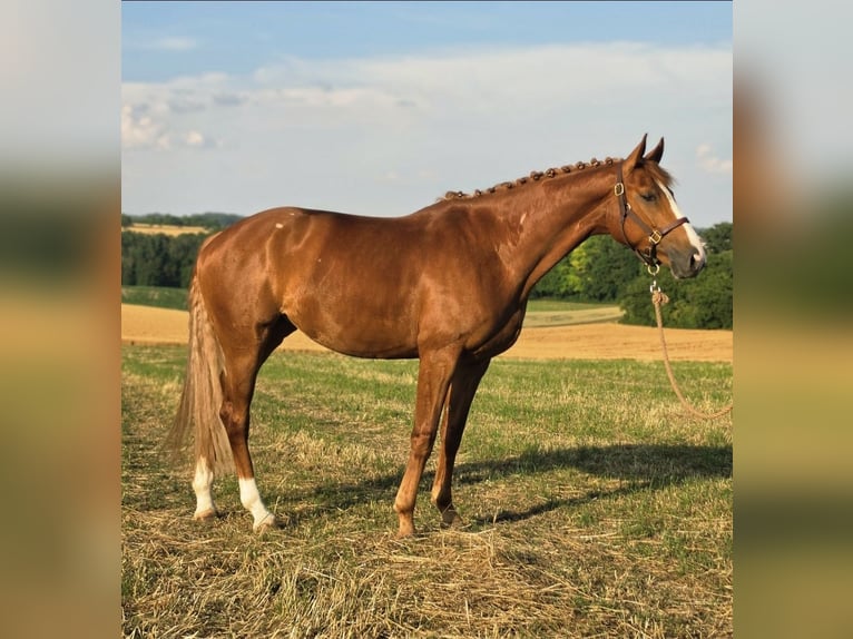 Oldenburg Mare 6 years 17 hh Chestnut-Red in Heidelberg