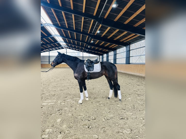 Oldenburg Mare 6 years 17 hh Smoky-Black in Hohenhameln