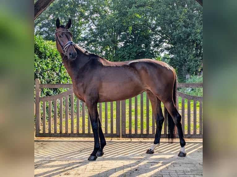 Oldenburg Mare 6 years 17,1 hh Bay-Dark in Wardenburg