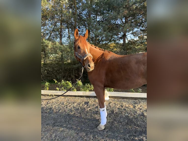 Oldenburg Mare 6 years 17,1 hh Chestnut-Red in Sulzbach am Main