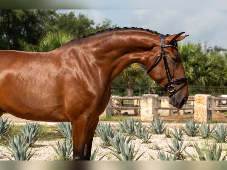 Oldenburg Mare 6 years Bay in Magnolia