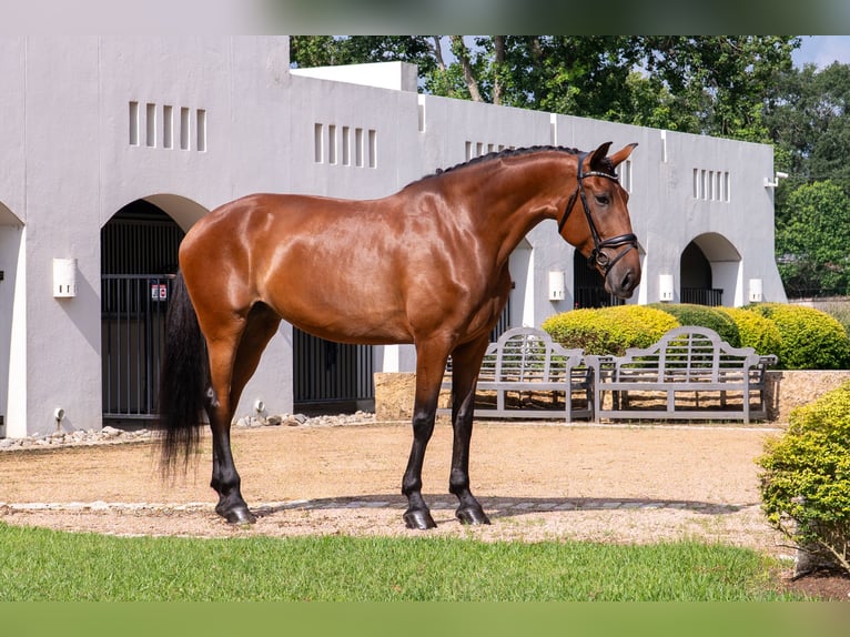 Oldenburg Mare 6 years Bay in Magnolia