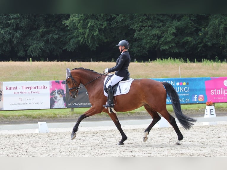 Oldenburg, Mare, 6 years, Brown
