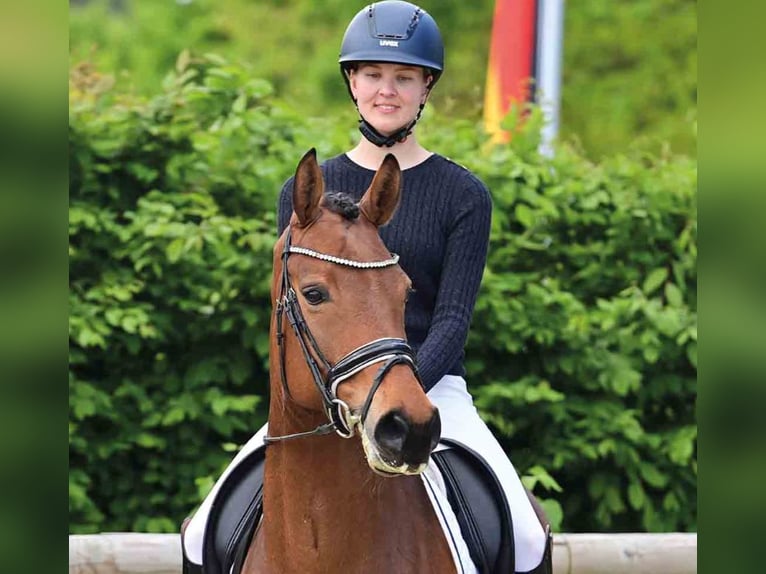 Oldenburg Mare 6 years Brown in Vechta