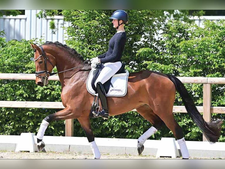 Oldenburg Mare 6 years Brown in Vechta