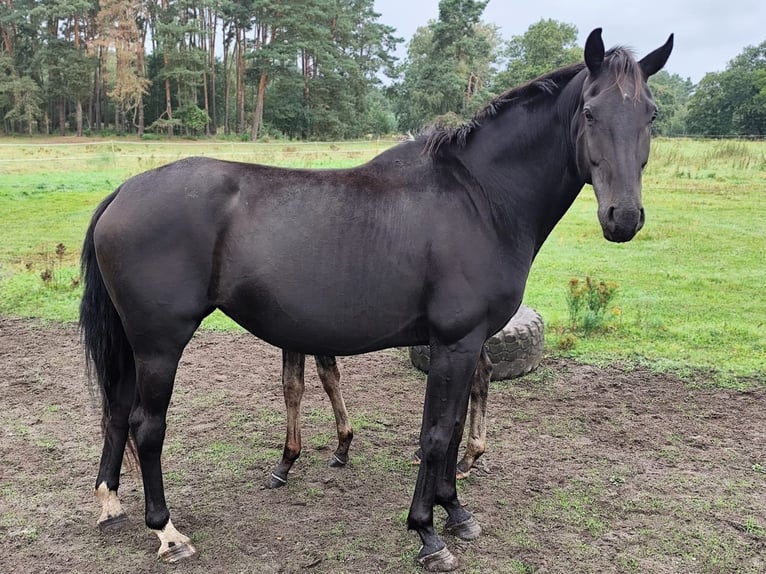 Oldenburg Mare 6 years Smoky-Black in Nennhausen