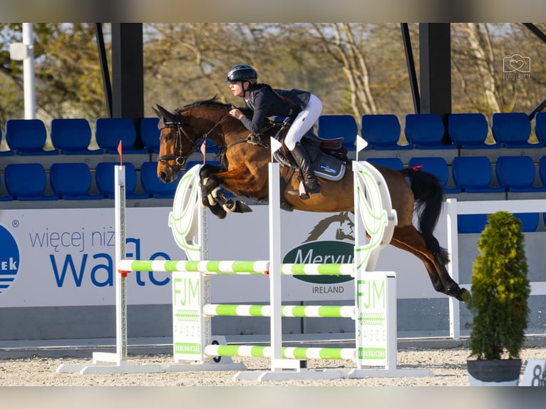 Oldenburg Mare 7 years 14.2 hh Brown in Poznań