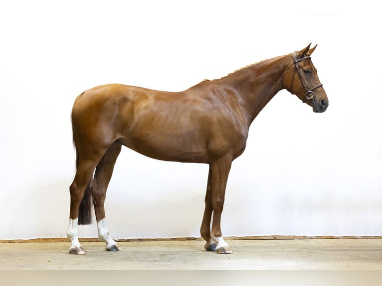 Oldenburg Mare 7 years 15.2 hh Chestnut-Red in Waddinxveen