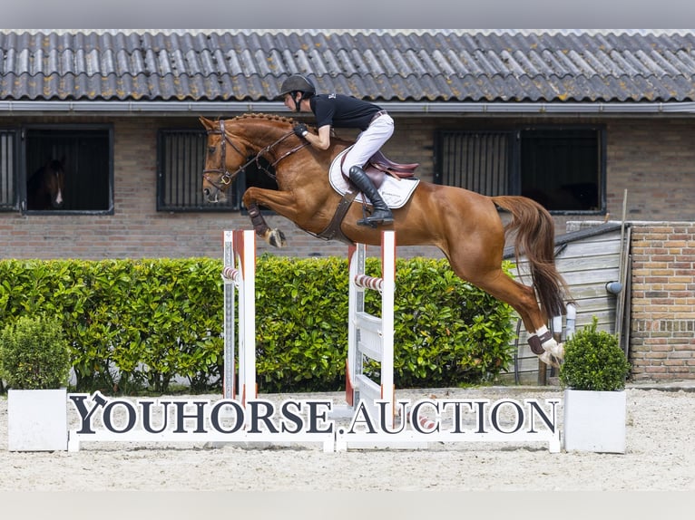 Oldenburg Mare 7 years 15.2 hh Chestnut-Red in Waddinxveen