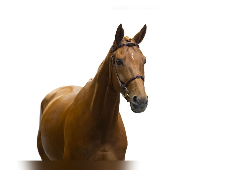 Oldenburg Mare 7 years 15.2 hh Chestnut-Red in Waddinxveen