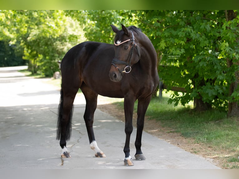 Oldenburg Mare 7 years 15.2 hh Smoky-Black in Roßdorf
