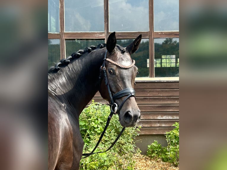 Oldenburg Mare 7 years 15.2 hh Smoky-Black in Roßdorf