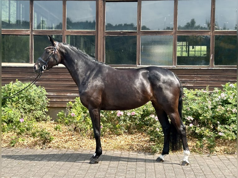 Oldenburg Mare 7 years 15.2 hh Smoky-Black in Roßdorf