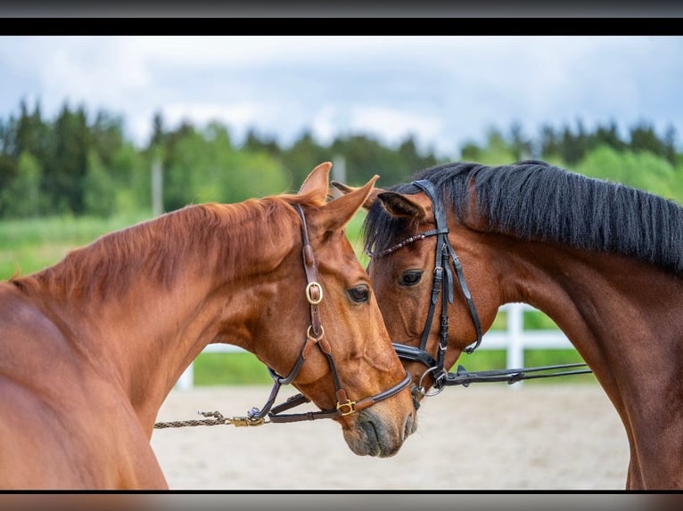 Oldenburg Mare 7 years 15.3 hh Brown in Münchberg