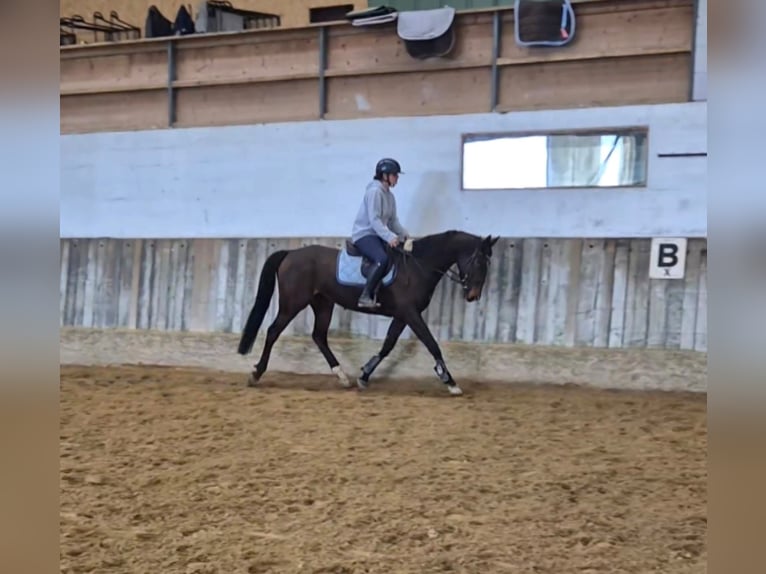 Oldenburg Mare 7 years 15,2 hh Bay-Dark in Arnegg